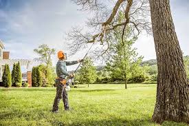 Best Lawn Renovation and Restoration  in Elmira, NY