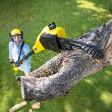 Best Lawn Disease Treatment  in Elmira, NY
