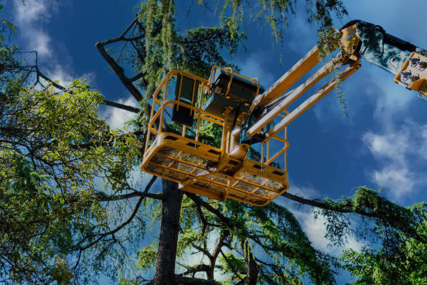 Best Aeration Services  in Elmira, NY
