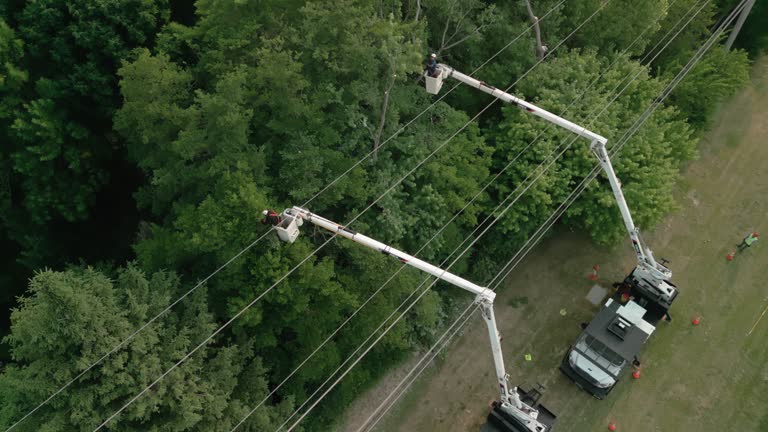 Best Tree Maintenance Programs  in Elmira, NY