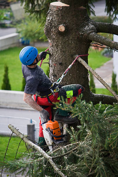 Best Weed Control  in Elmira, NY