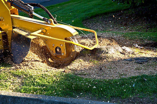 Best Landscape Design and Installation  in Elmira, NY