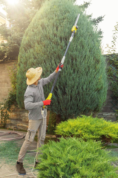 Best Commercial Tree Services  in Elmira, NY