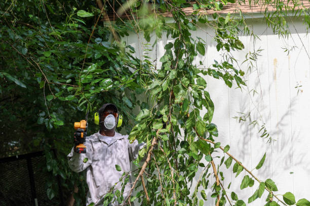Best Tree Risk Assessment  in Elmira, NY