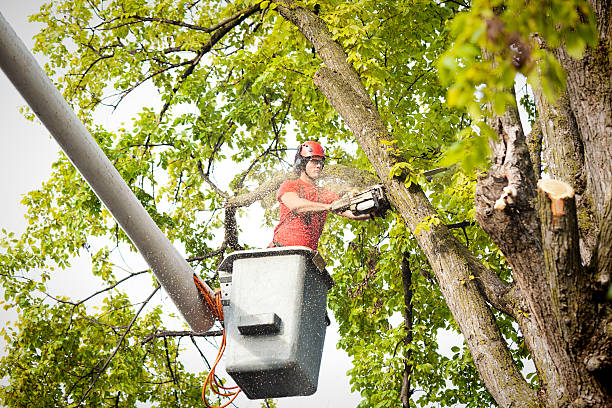 How Our Tree Care Process Works  in  Elmira, NY