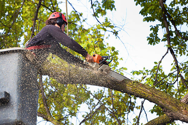 Best Soil Testing and Treatment  in Elmira, NY