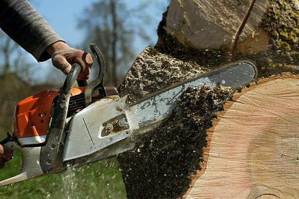 Tree and Shrub Care in Elmira, NY